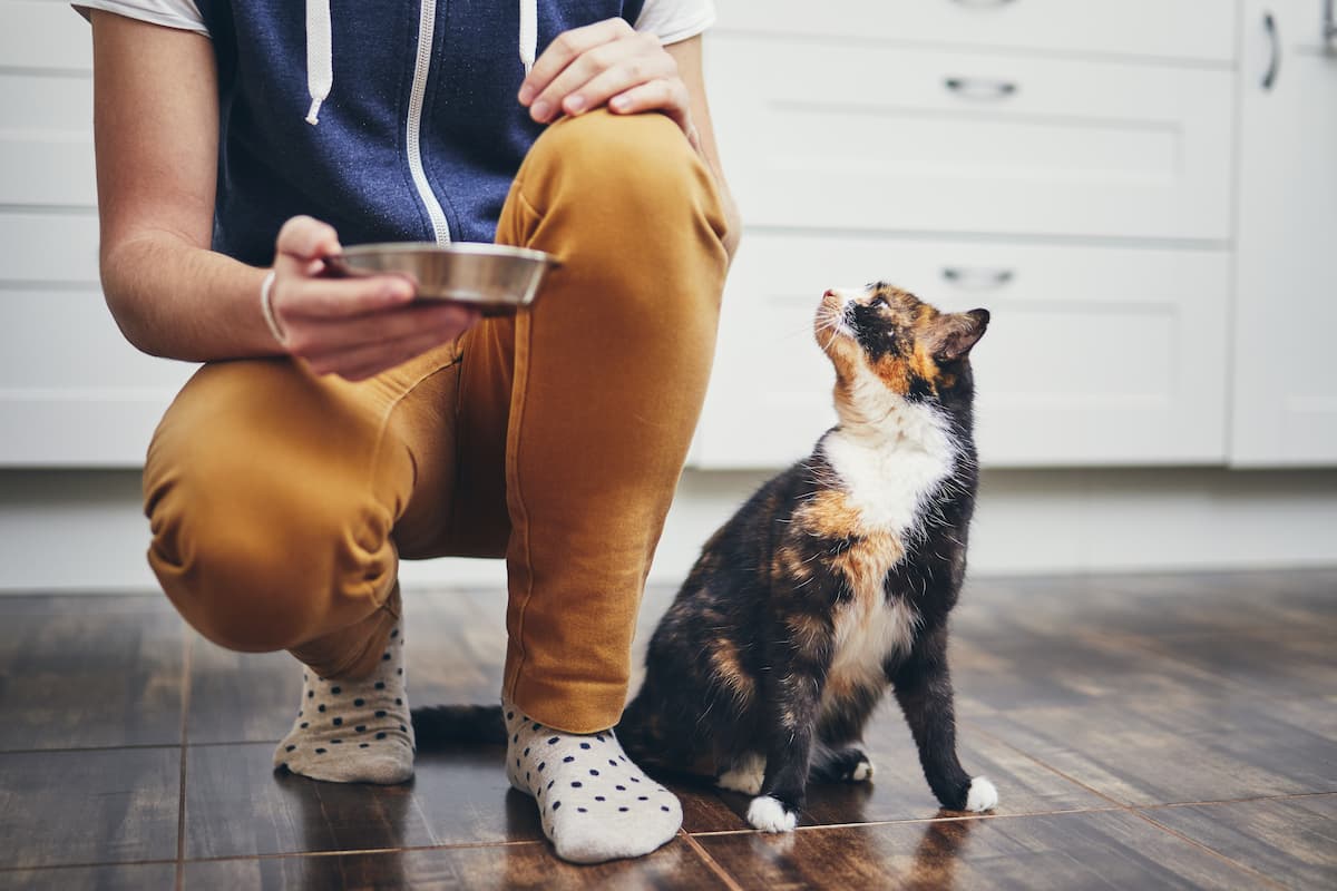 Karma dla kota seniora – co powinien jeść koci emeryt?