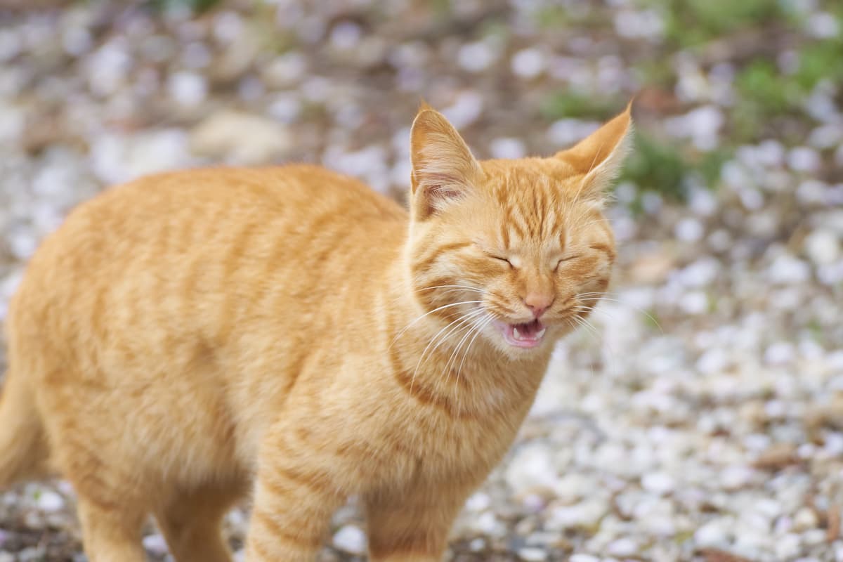 Karma hipoalergiczna dla kota – na co zwrócić uwagę przy wyborze?