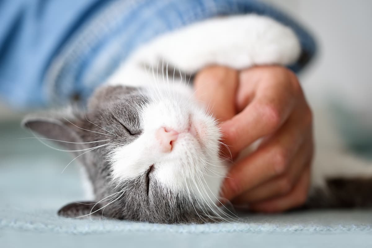 Felinoterapia, czyli leczenie kotem: w jaki sposób może Ci pomóc Twój kot?