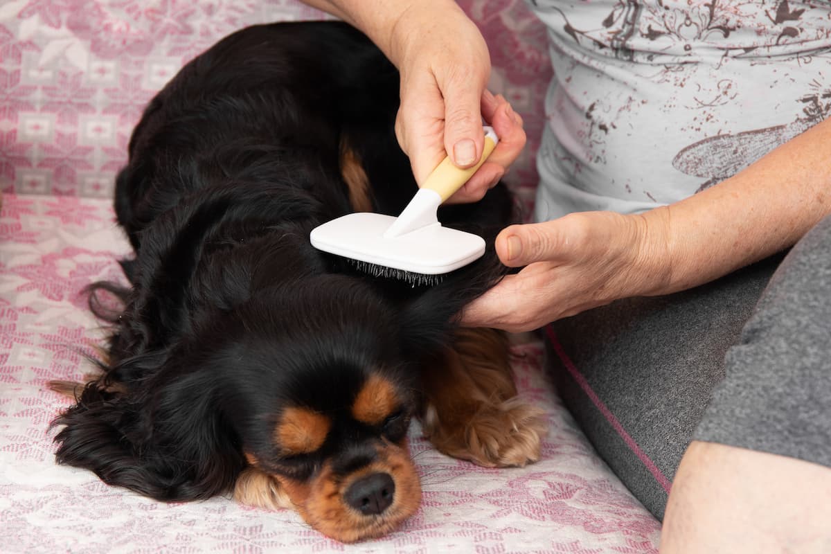 Łupież u psa – jak wygląda, czy jest zaraźliwy, jak się go pozbyć?