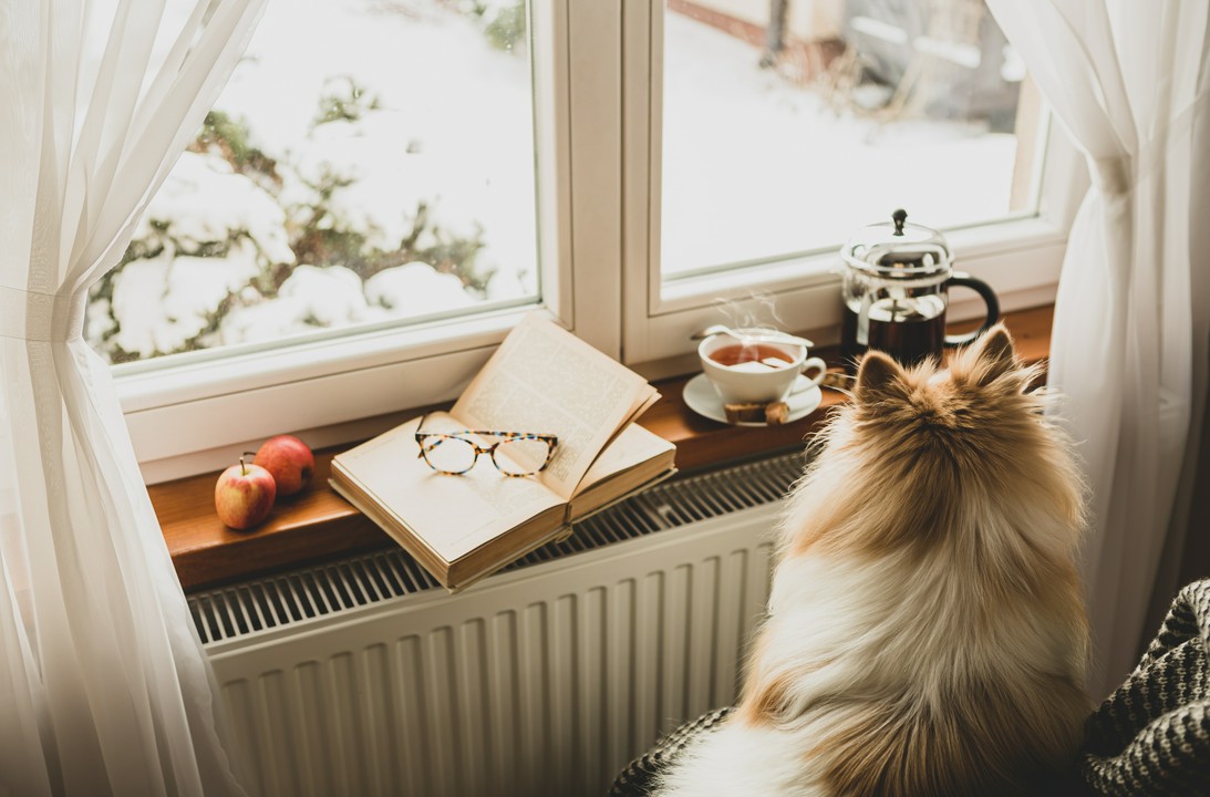Jak dbać o zdrowie starszego kota?