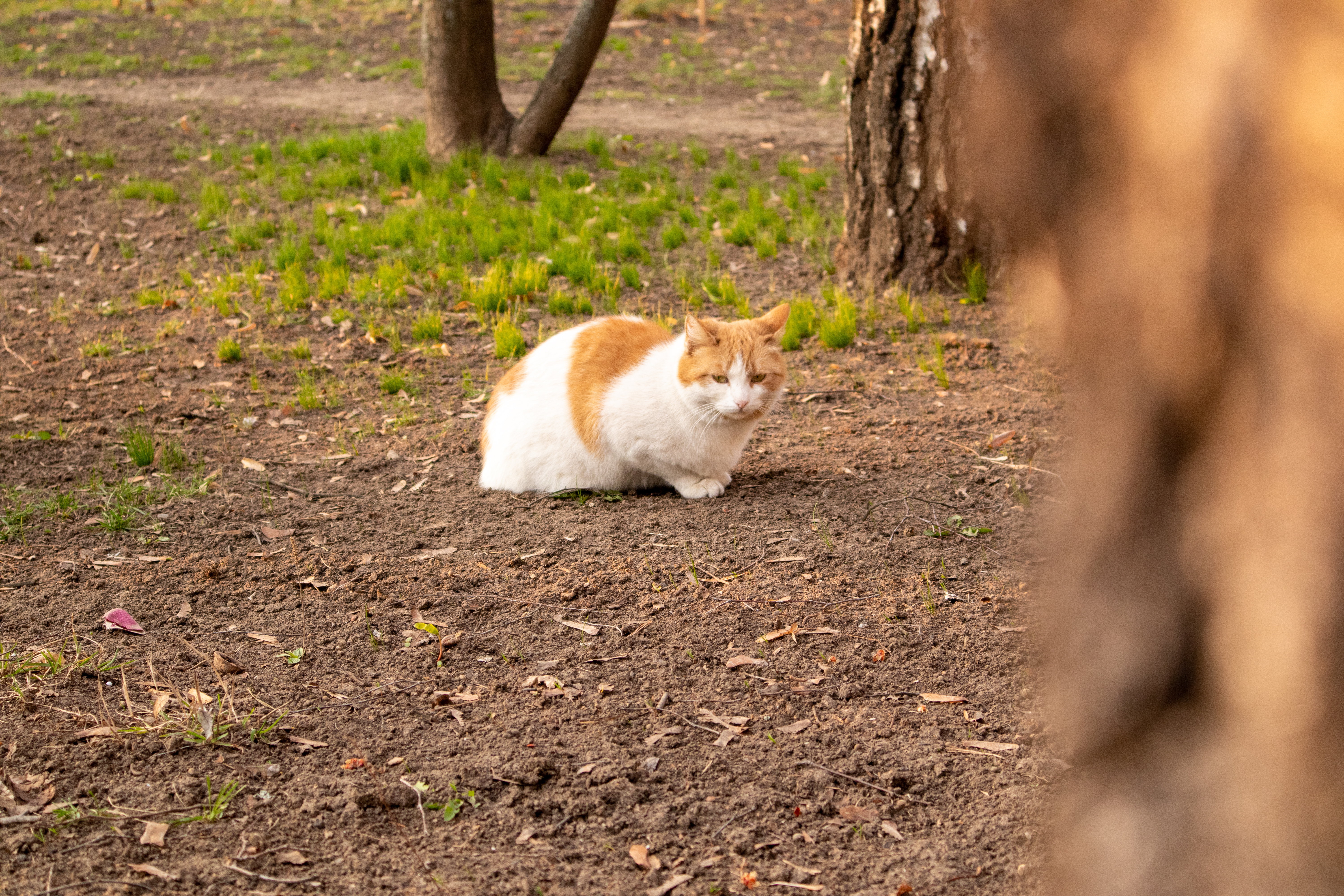 Jak oswoić dzikiego kota? 8 porad od behawiorystów