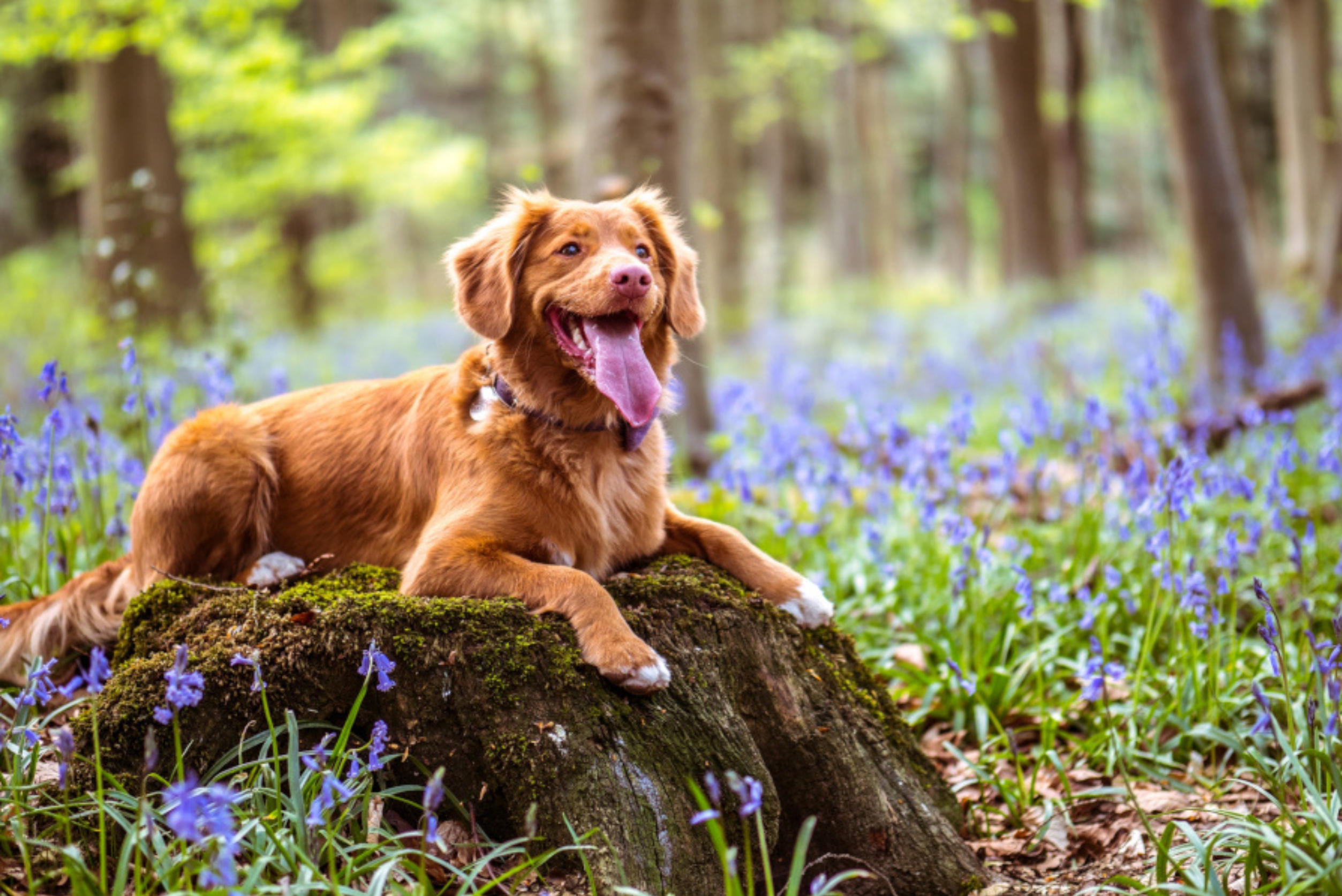 Twój pies może być fit na wiosnę!
