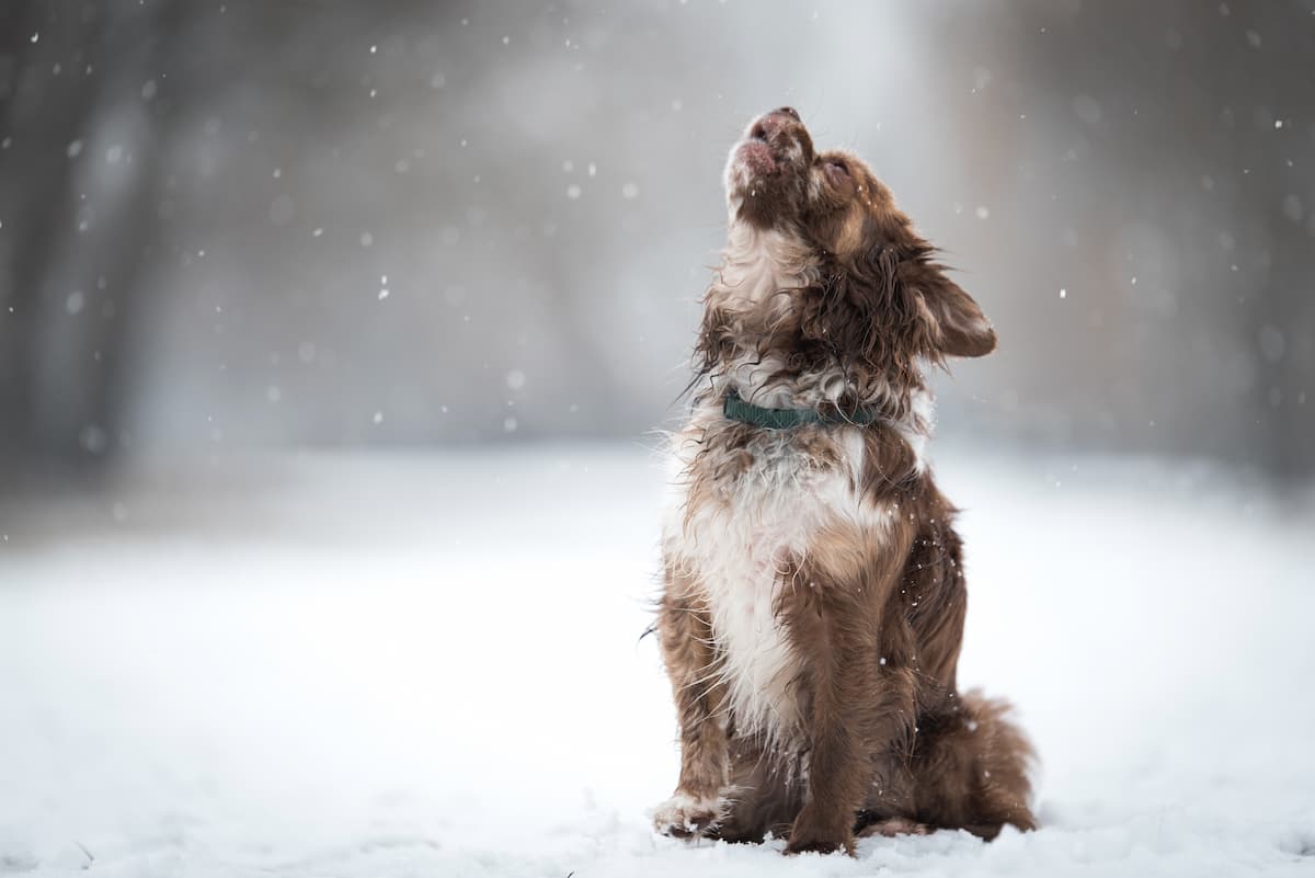 Czego potrzebuje Twój pies zimą? Ochrona przed mrozem i pielęgnacja