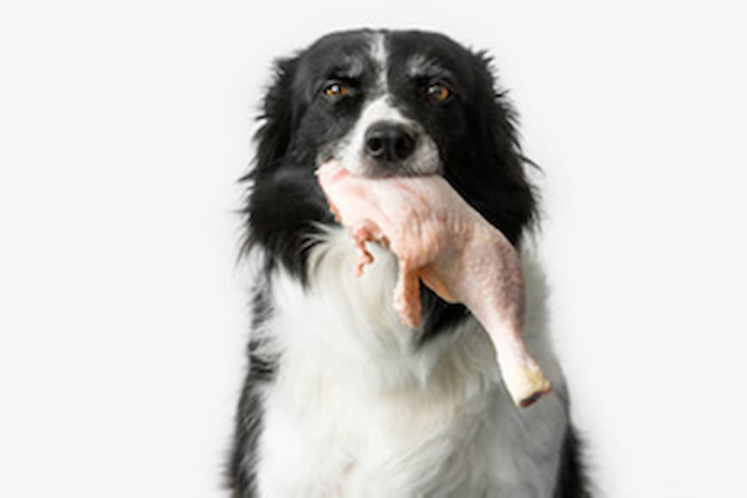 Dieta BARF dla psa – najlepszy sposób karmienia czworonoga?