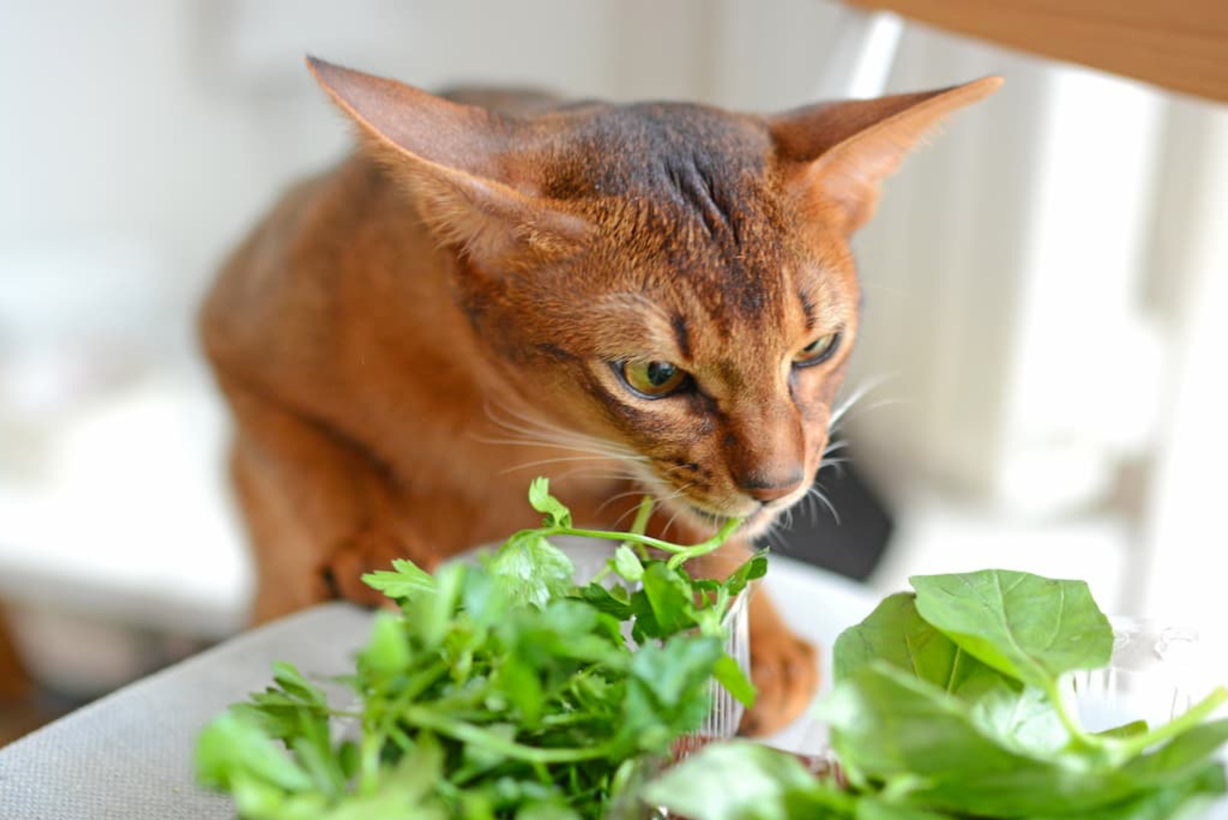 Zioła dla kota – bezpieczne czy szkodliwe?