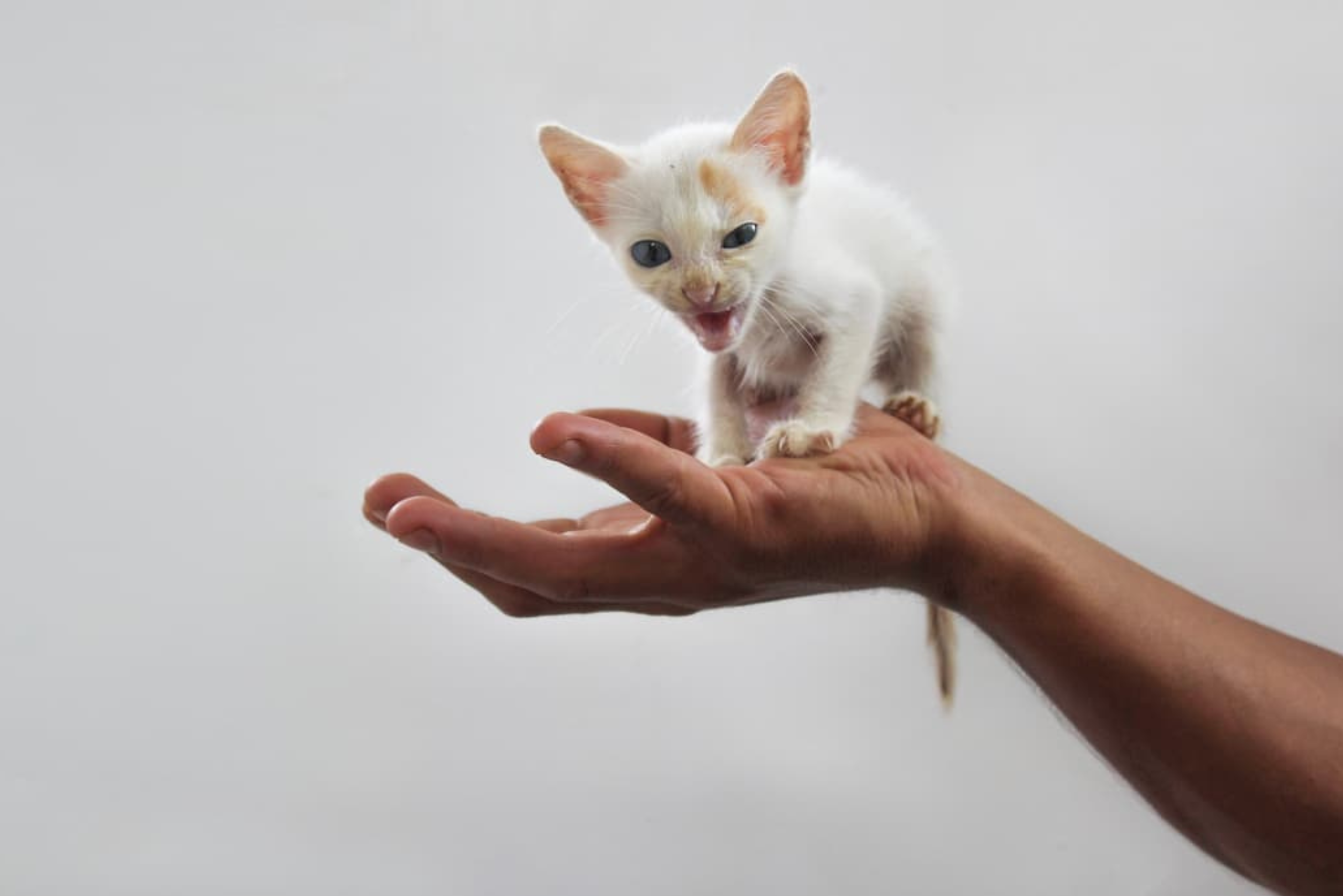 Poznaj najmniejsze koty świata – możesz mieć je w domu