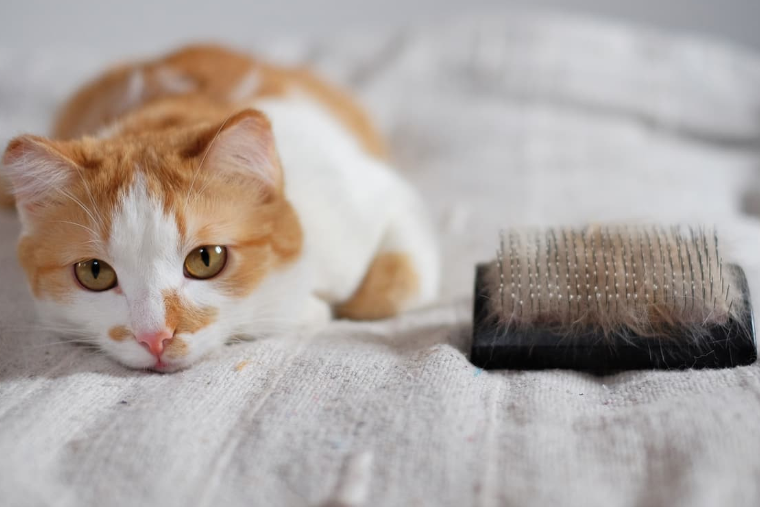 Czesanie kota: czy to w ogóle potrzebne?