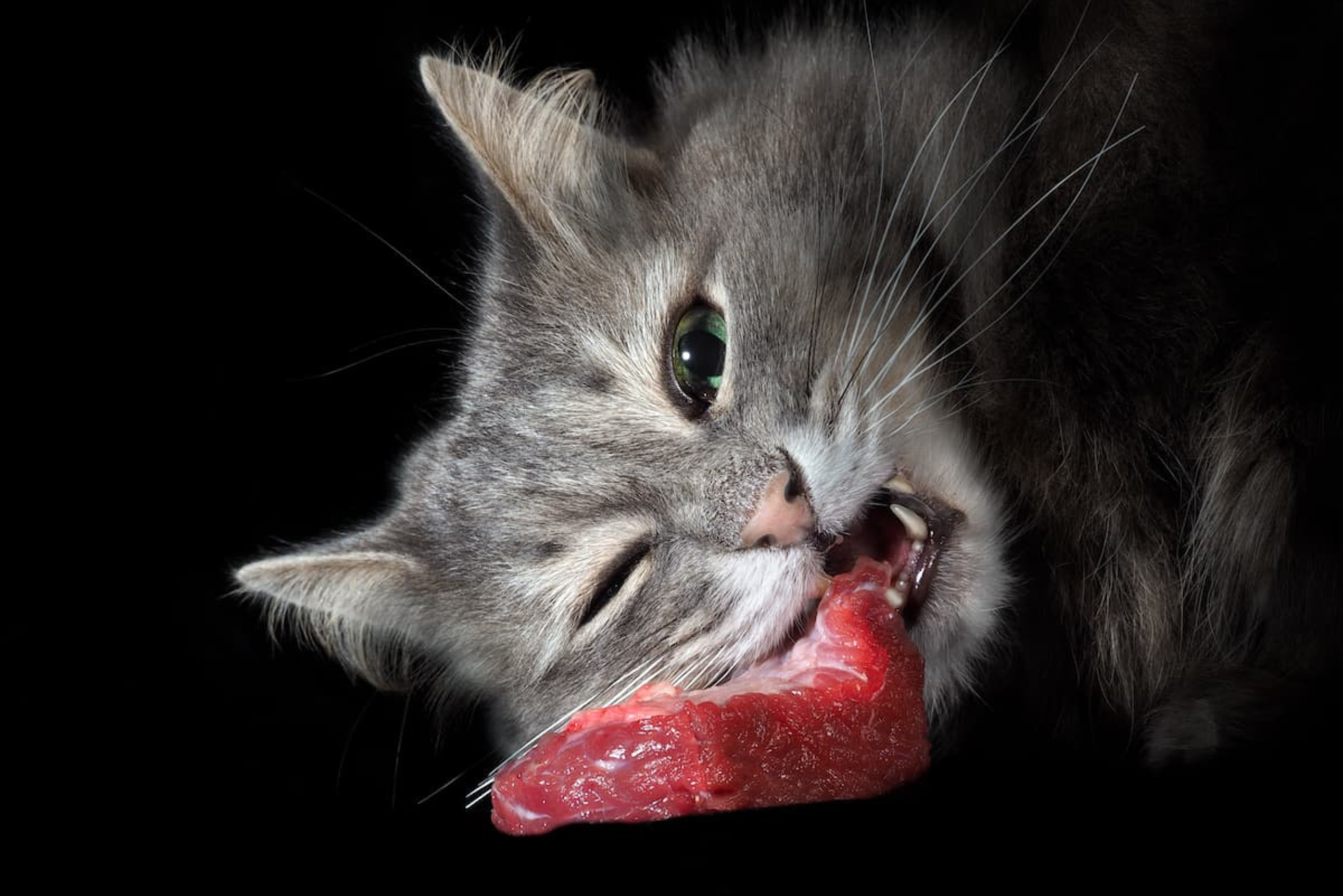 Wołowina dla kota – czy możesz karmić nią pupila?