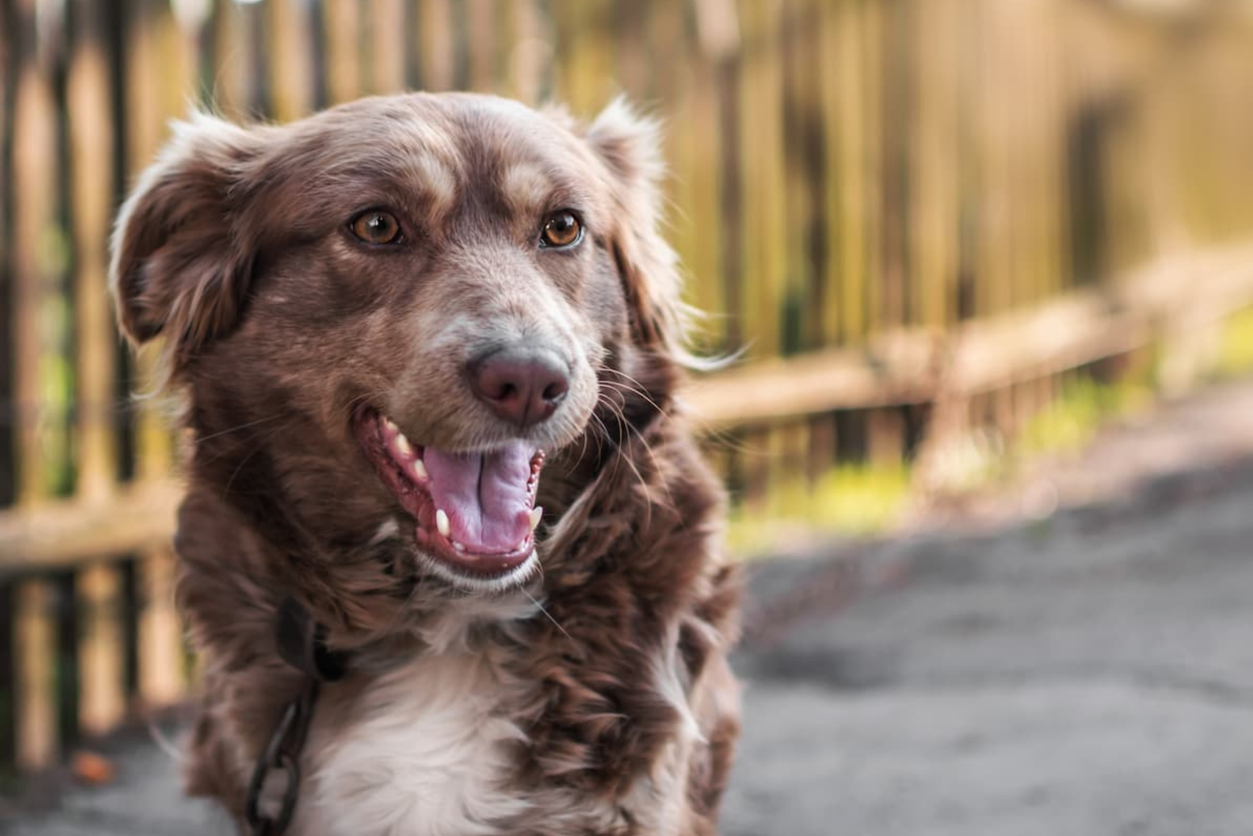 Zrozum psa i naucz się odczytywać sygnały uspokajające!