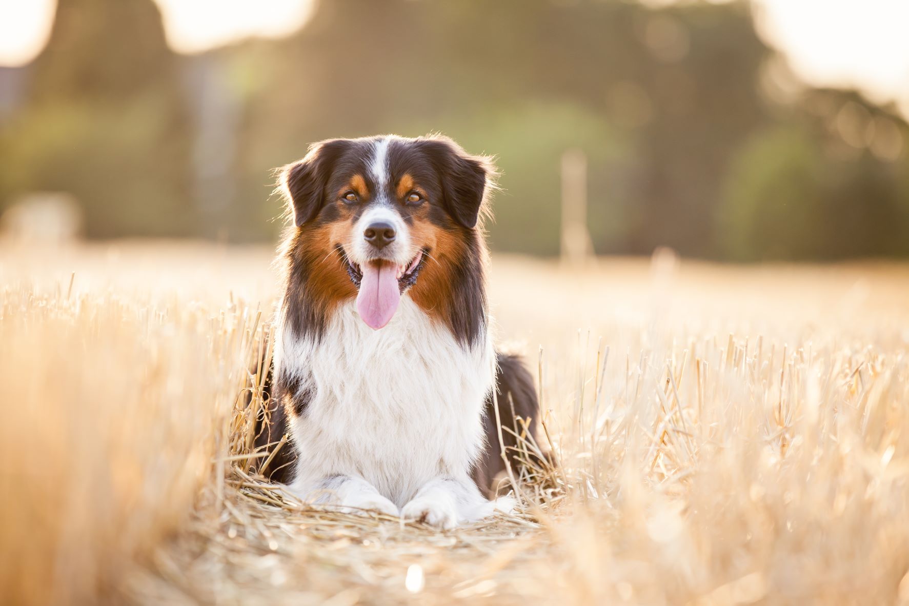 Przegrzanie i udar cieplny u psa: objawy, pierwsza pomoc