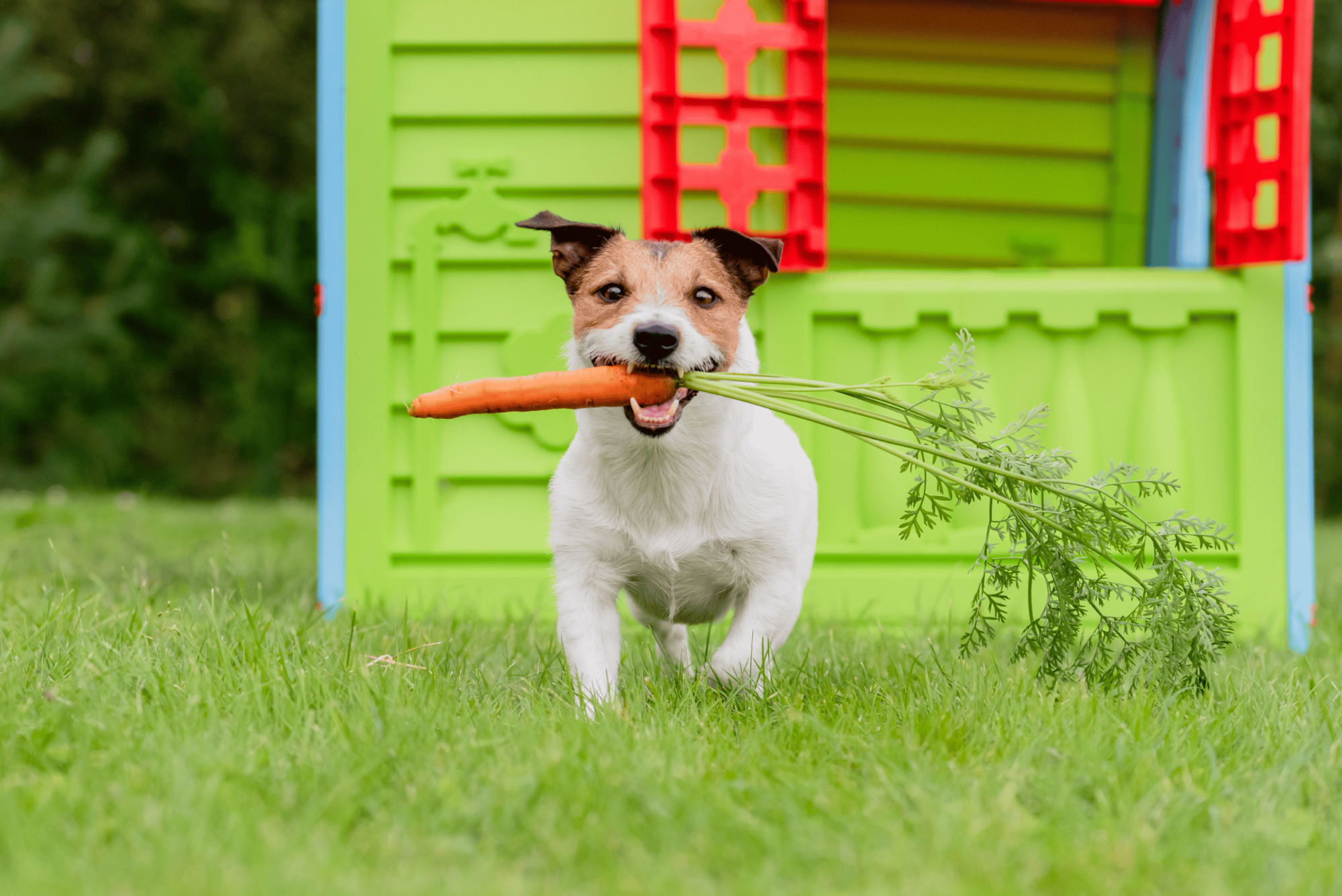 Jakich witamin potrzebuje pies?