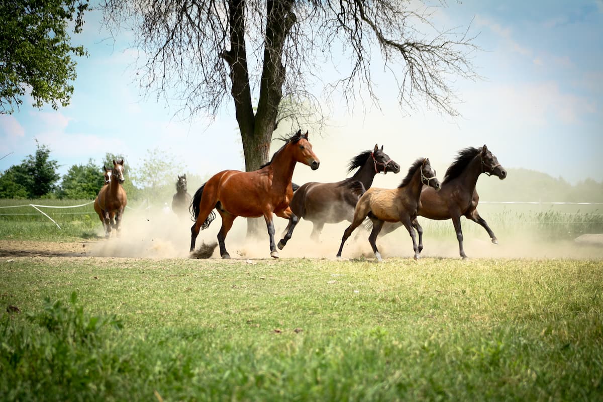 chody-konia-galop