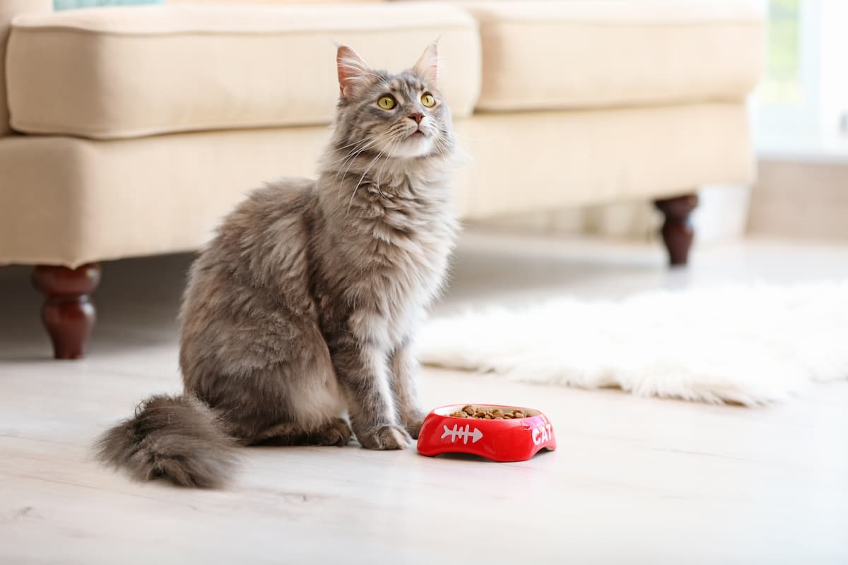 maine-coon-zywienie
