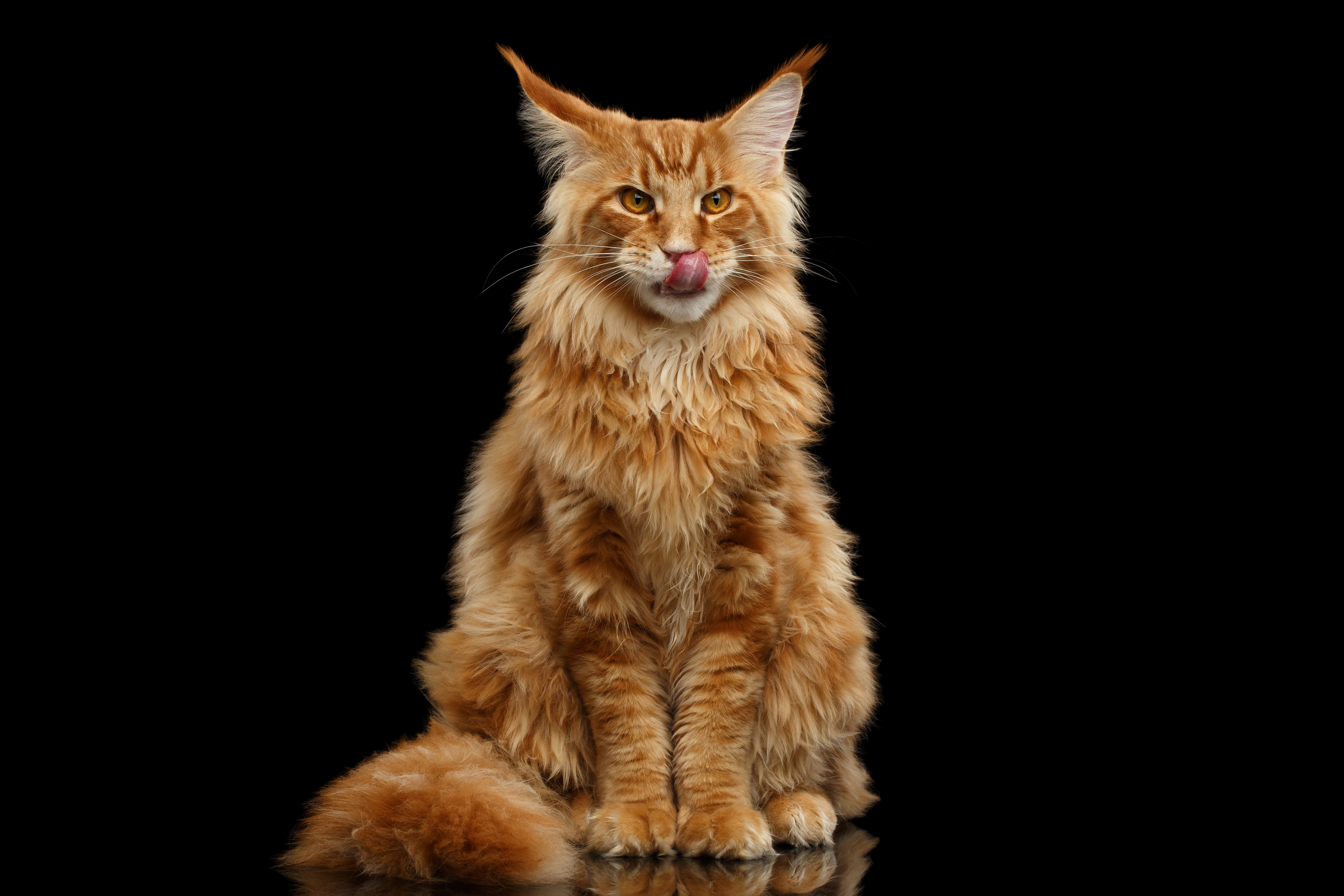 najwiekszy-domowy-kot-maine-coon