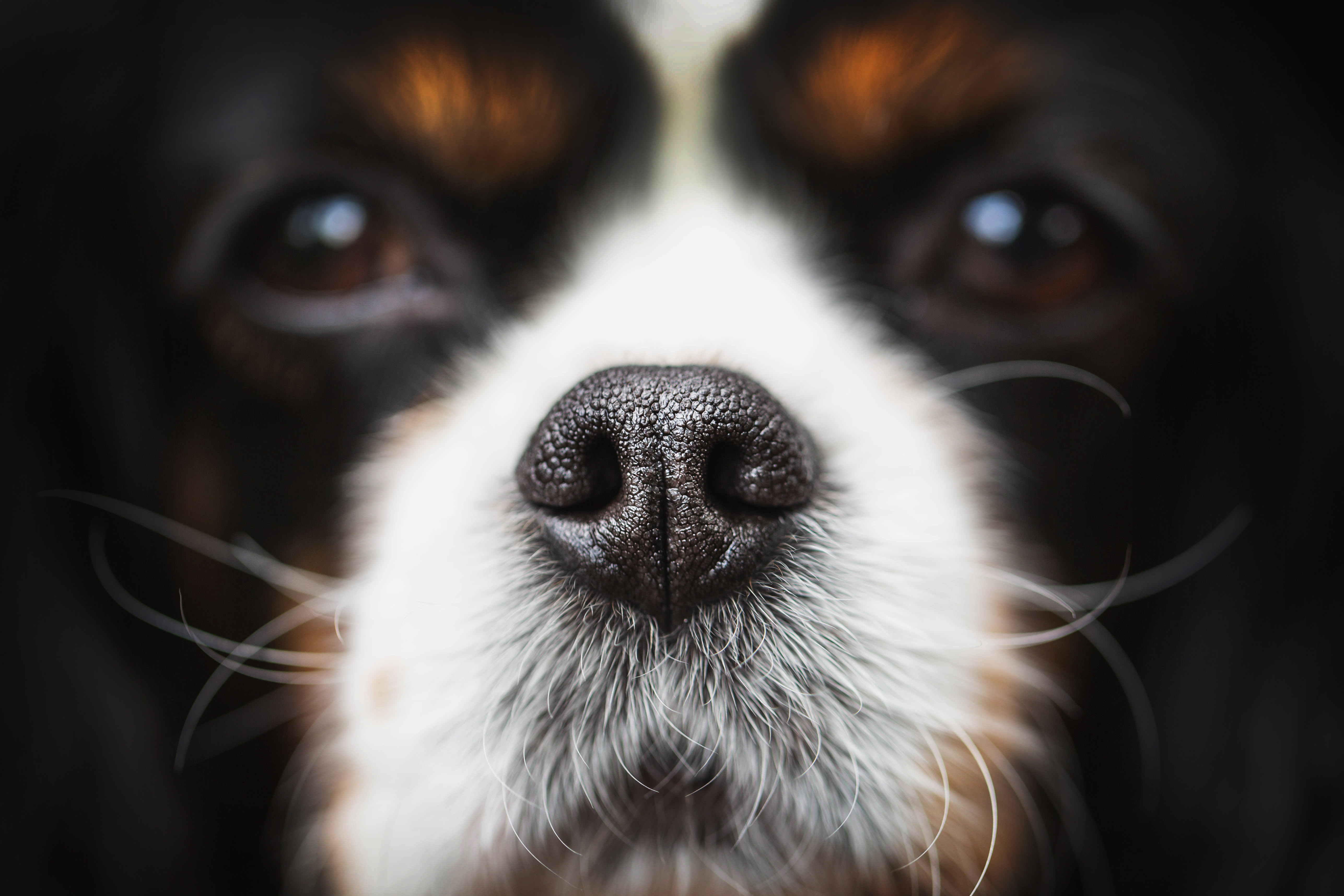 nosework-co-to-jest