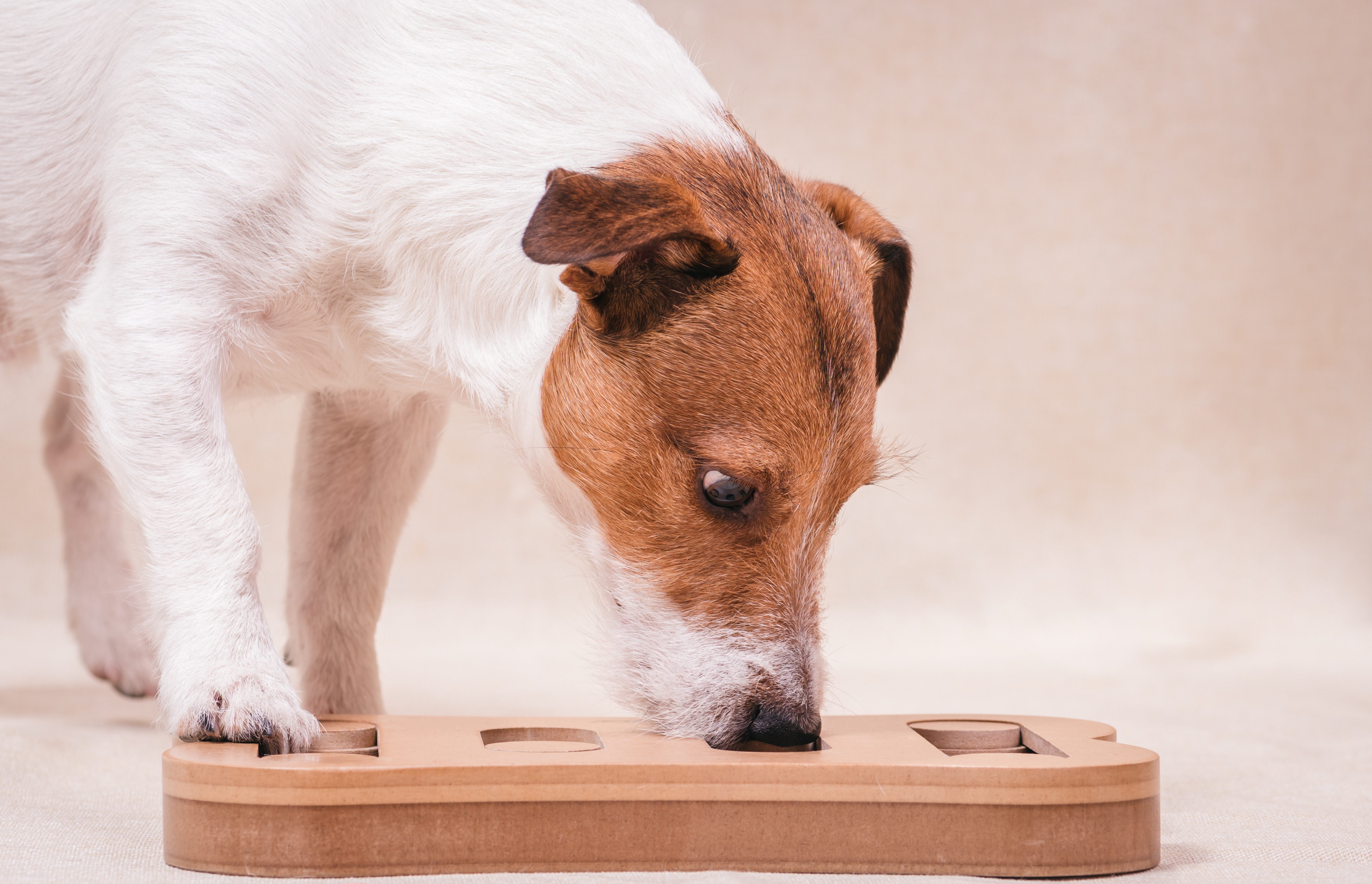 nosework-czyli-nauka-tropienia-sportowego