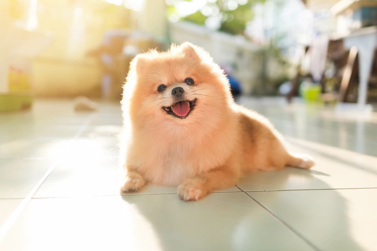 pomeranian-charakter