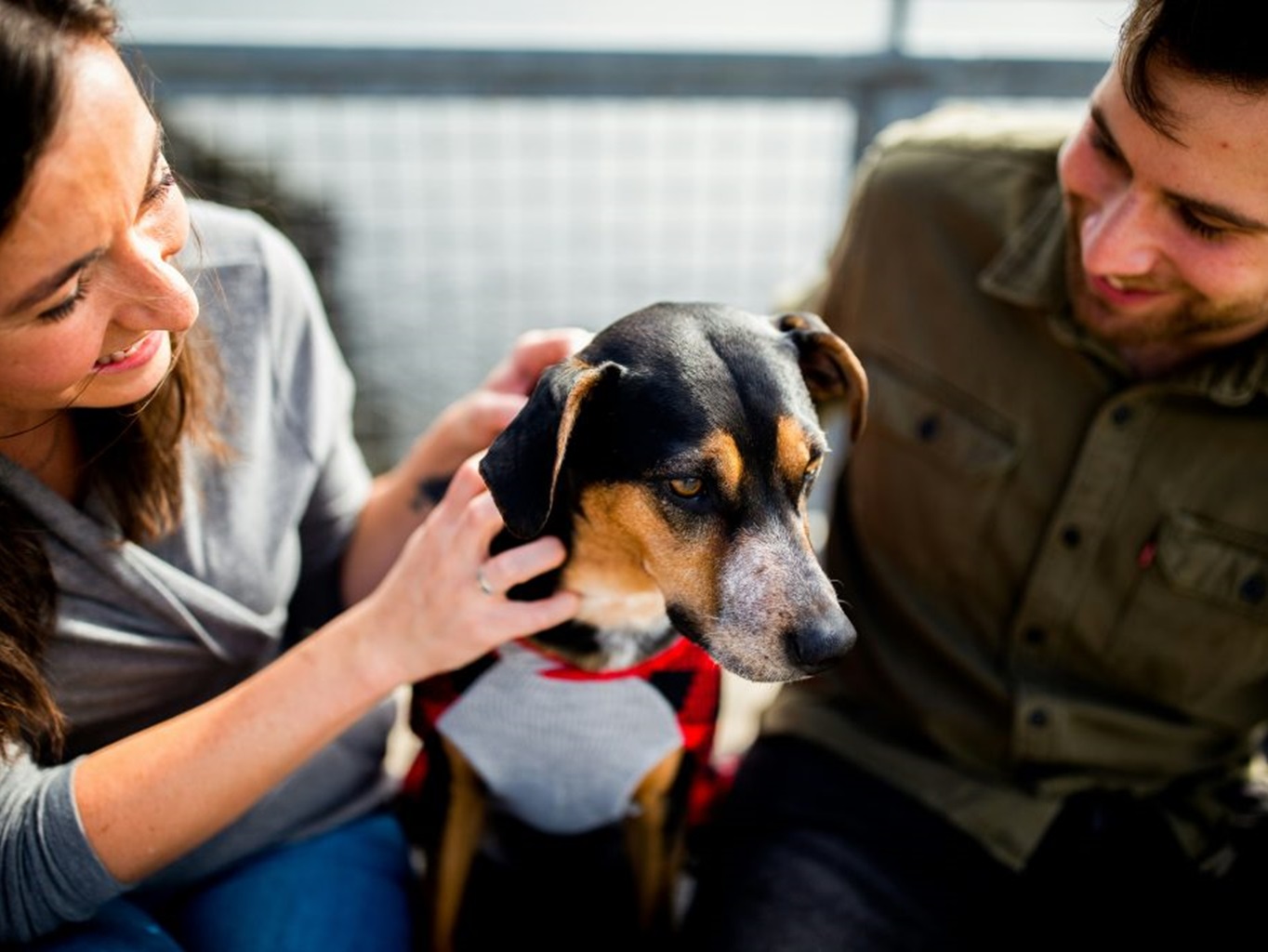 Komplexná príprava psa na zimné obdobie
