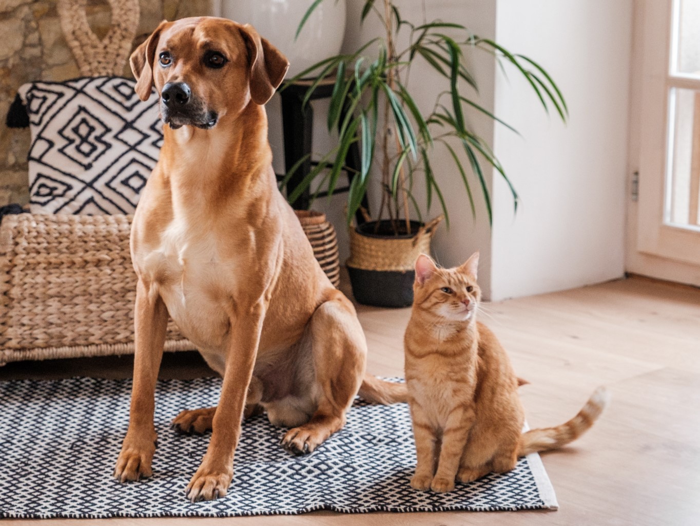 Aké sú najčastejšie mýty v stravovaní maznáčikov?