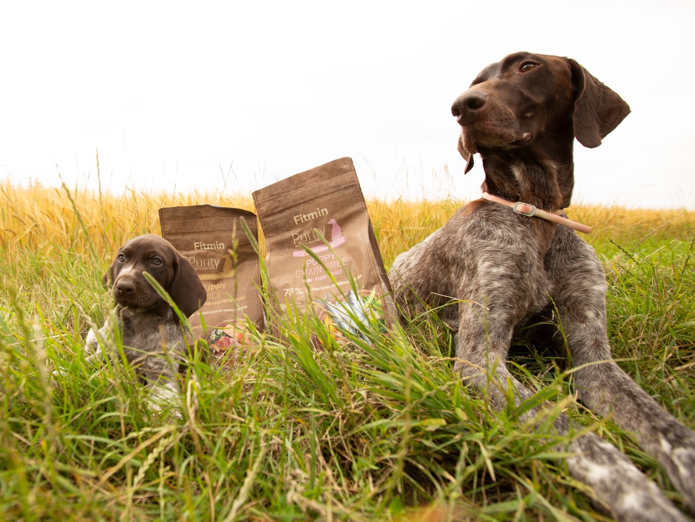 10 rád, ako správne kŕmiť šteňatá