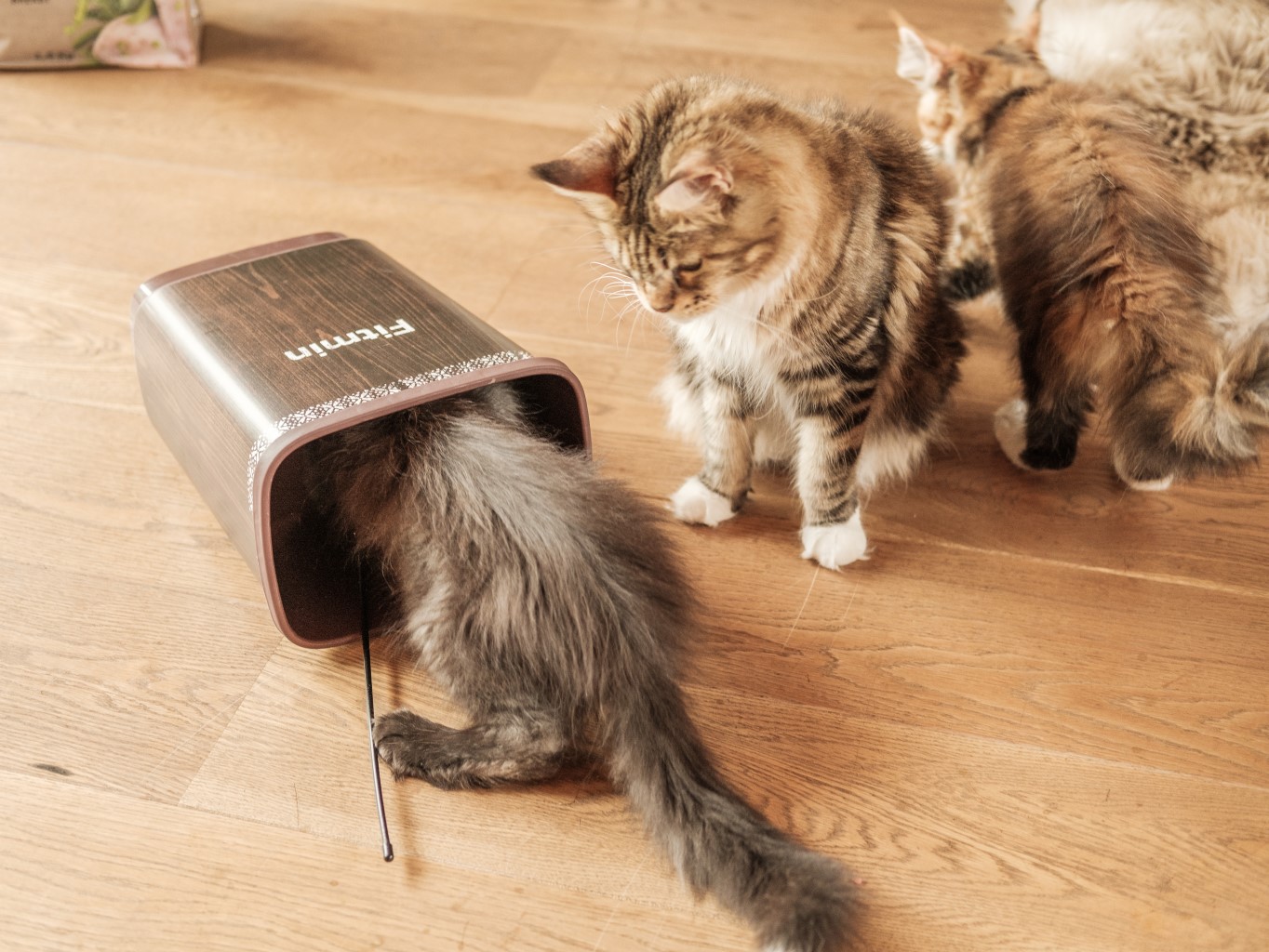 Ako správne skladovať granule pre mačky a psov?