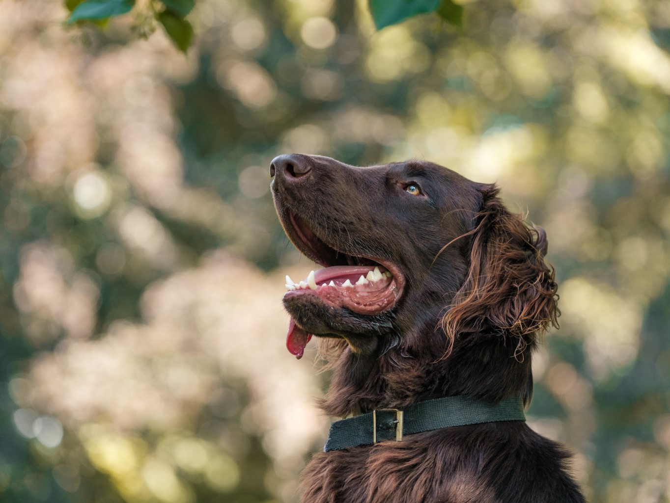 4 dôležité kroky pri liečení psej alergie