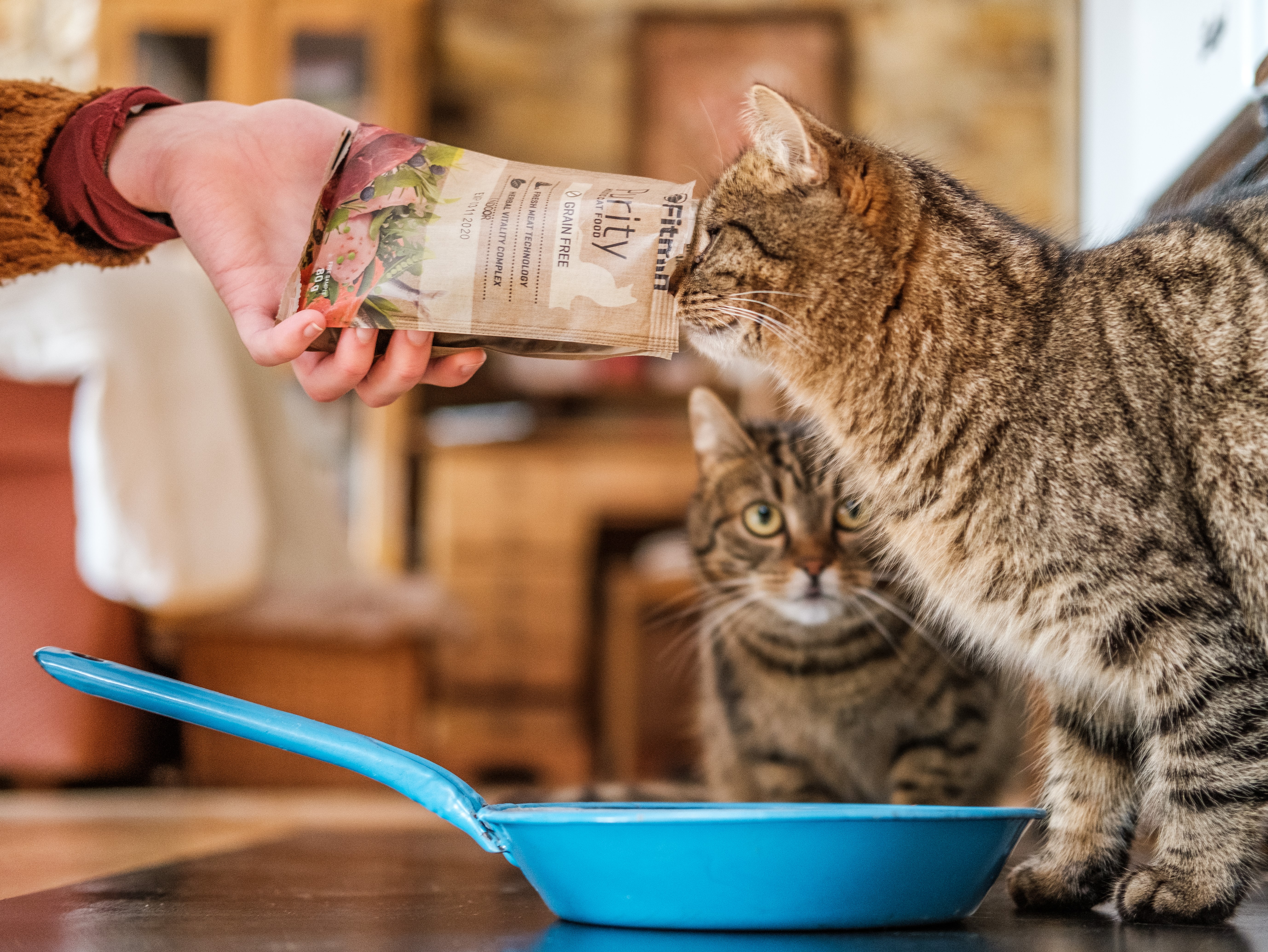 Ako kŕmiť mačku žijúcu doma a ako mačku vonkajšiu