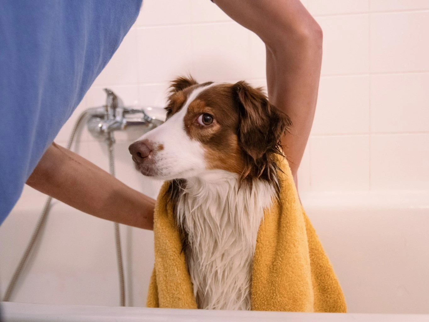 9 rád, ako správne kúpať psieho fešáka