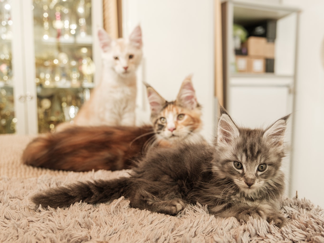 Aké sú mesačné náklady na chov mačky?