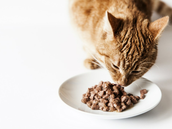 Aké produkty sú pre mačky škodlivé? Zistite, ako svojmu miláčikovi neublížiť