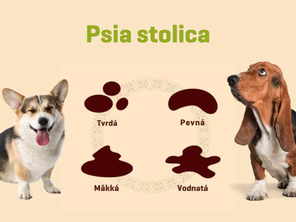 Psia stolica: čo znamenajú tvrdé bobky, mäkká stolica alebo hnačka u psa