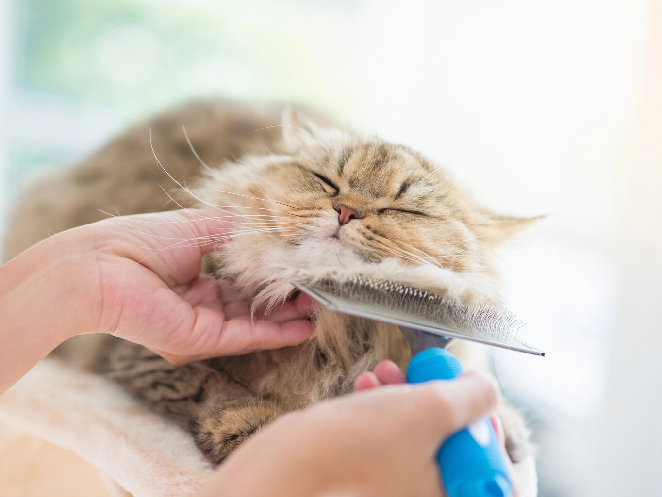 Strihanie mačiek - kedy je to nutné, ako to vyzerá a koľko to stojí?