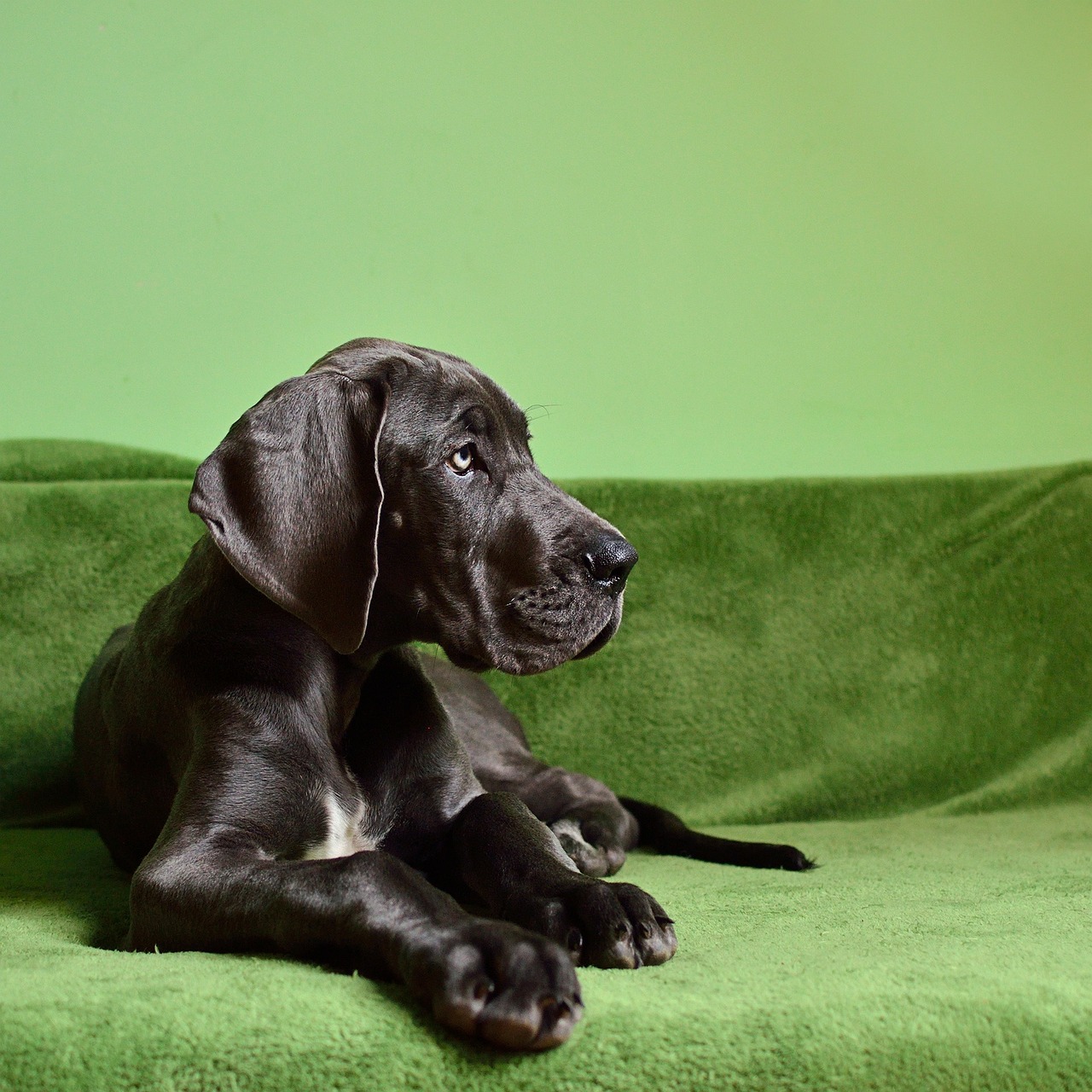 dog-1966394_1280