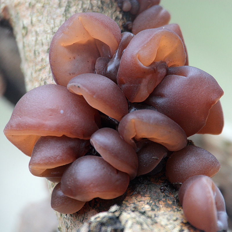 Auricularia