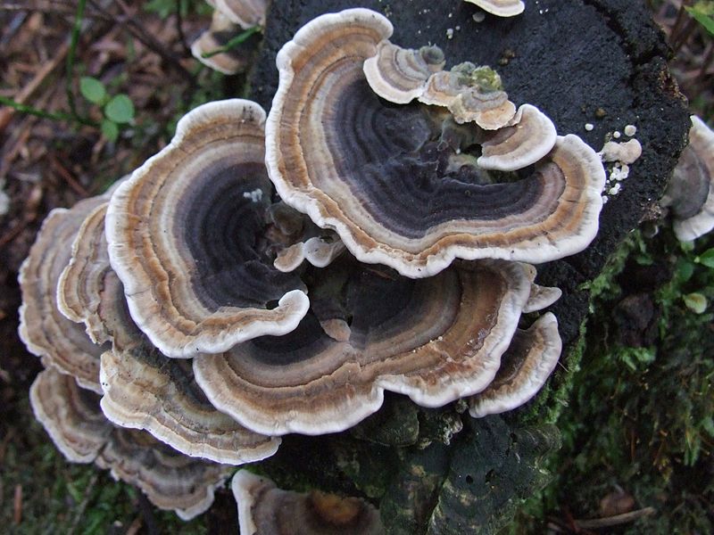 Trametes_versicolor_G4_(1)