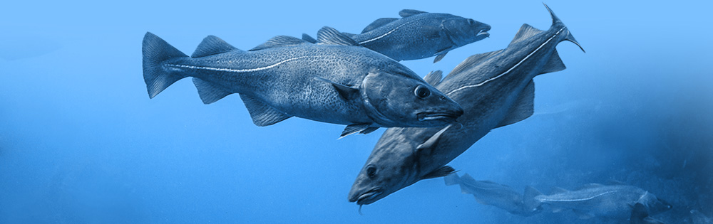 school_of_swimming_cods_in_water