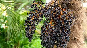 Acai  Berry- nový trend v zdravej výžive