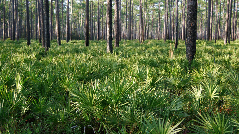 Saw Palmetto - Extrakt z plodov Serenoy plazivej