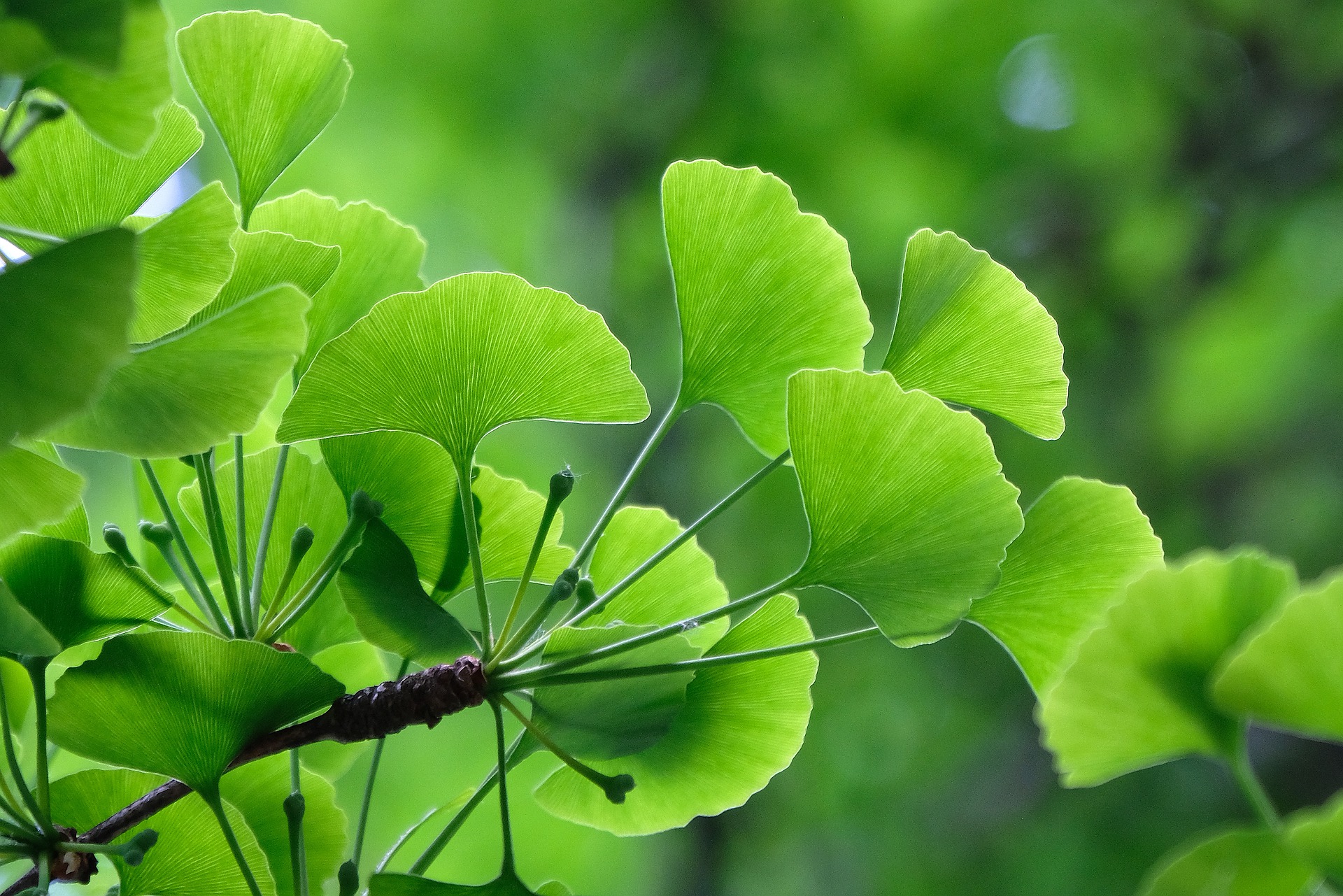 gingko_biloba