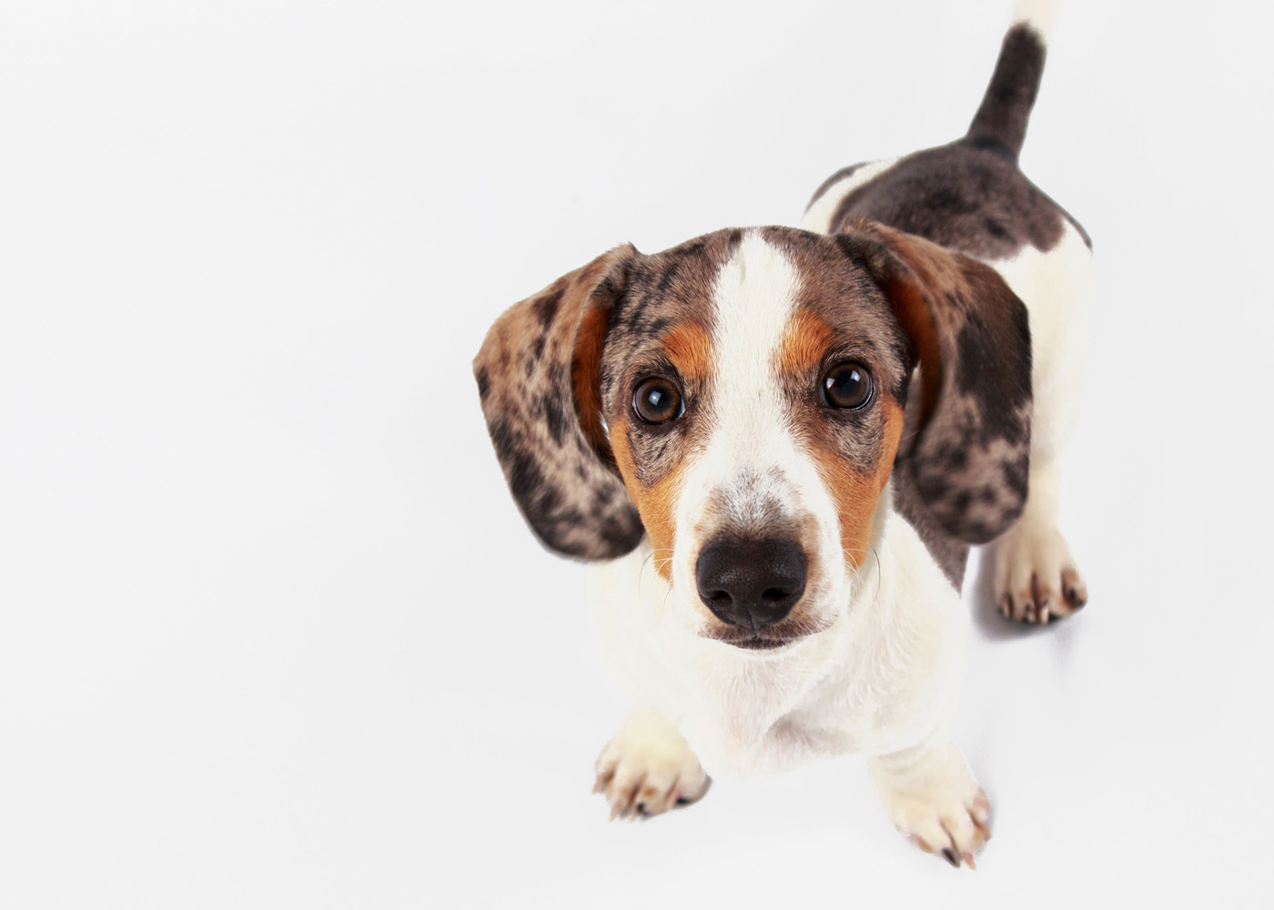 Jakou barvu pelíšku vybrat?