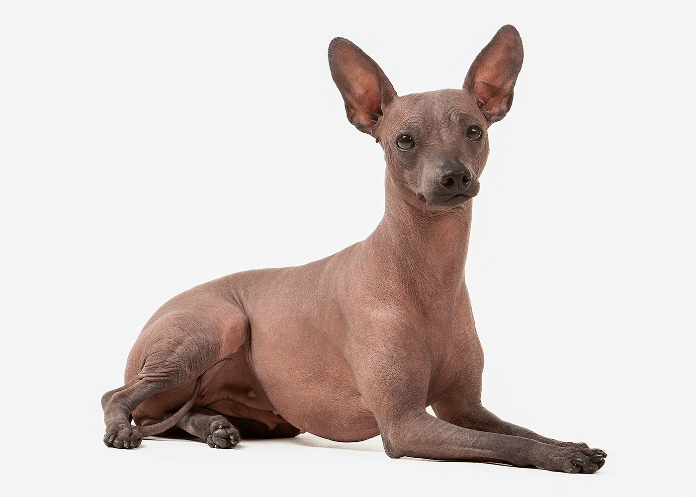 Chlupáč vs Naháč