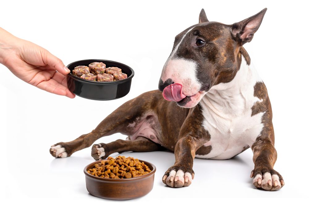 Přechod z granulí na BARF