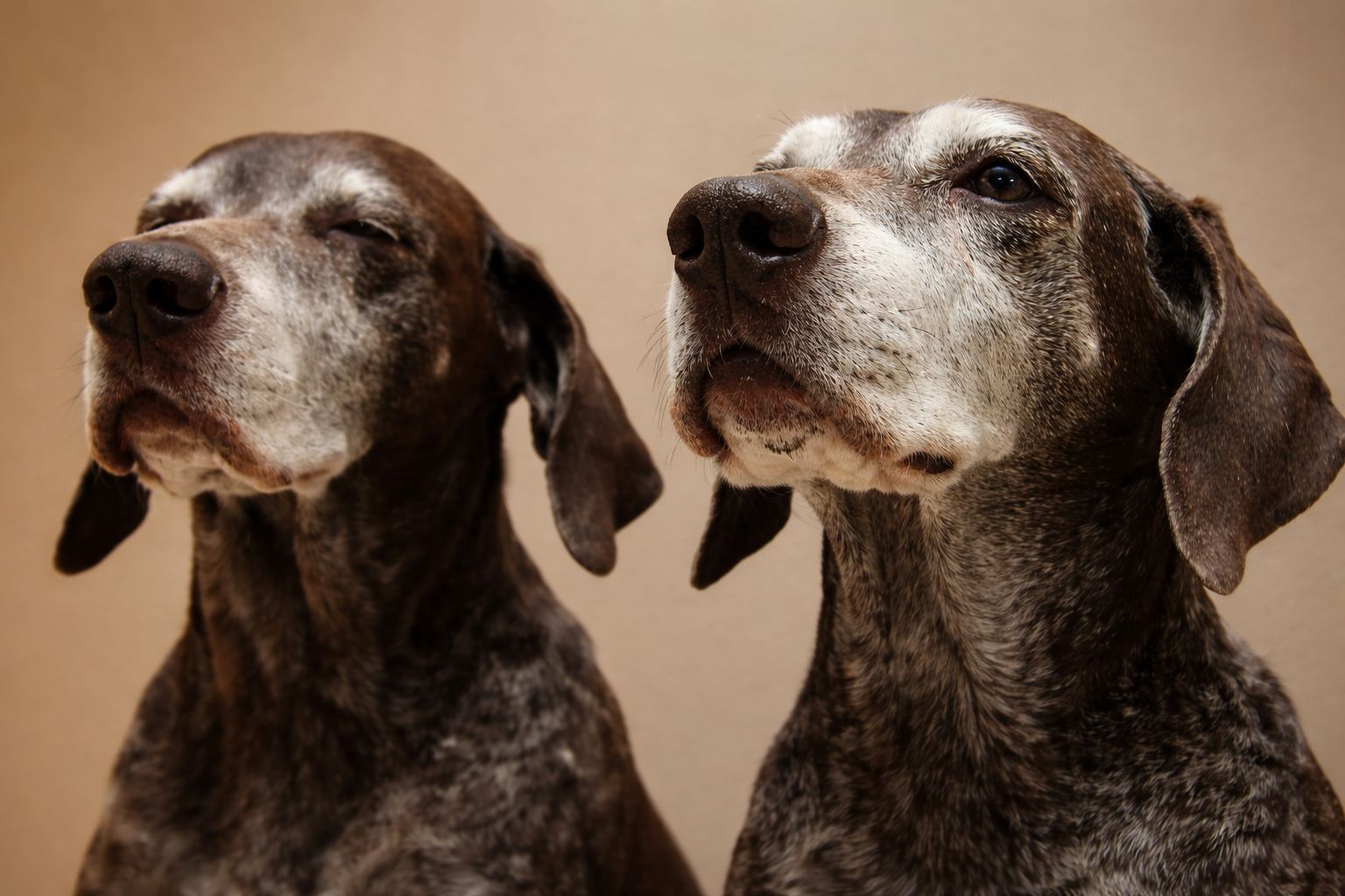 Fitt BARF a psí senioři