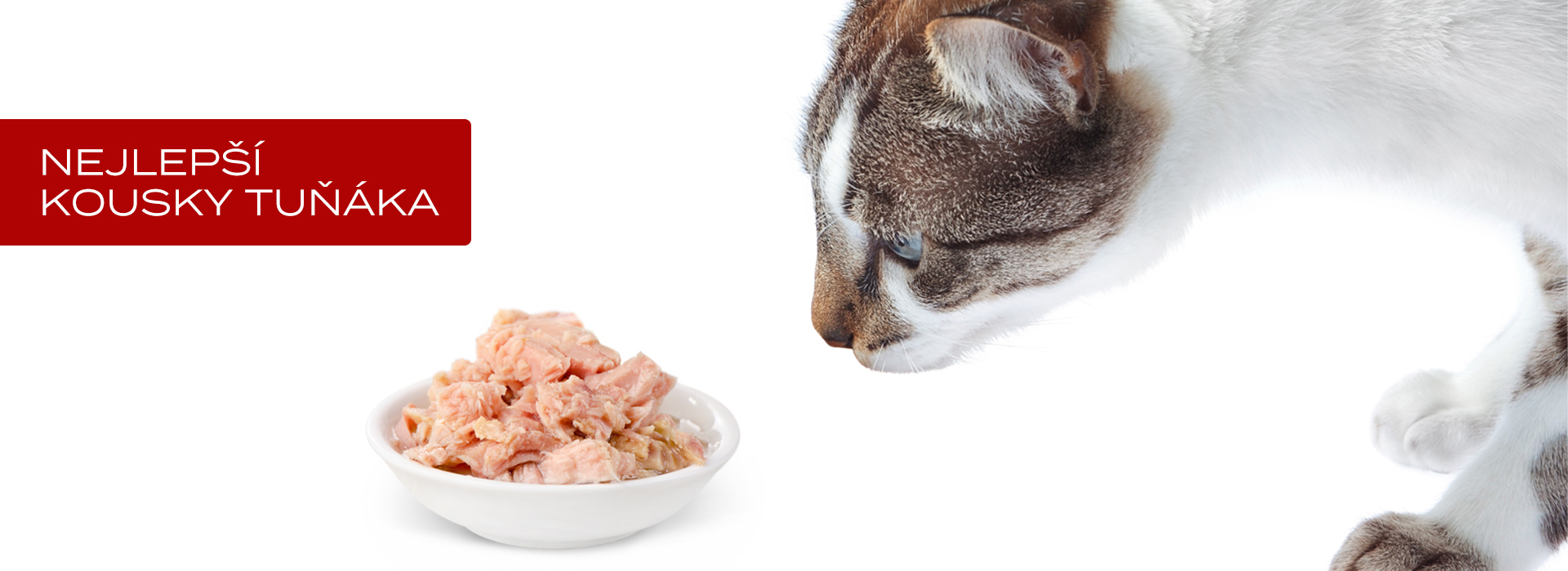 Kočka před miskou s tuňákem