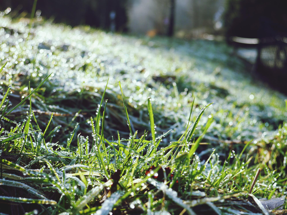 Jak oživit trávník po zimě: Nejlepší tipy pro hustou a zdravou trávu 🌱
