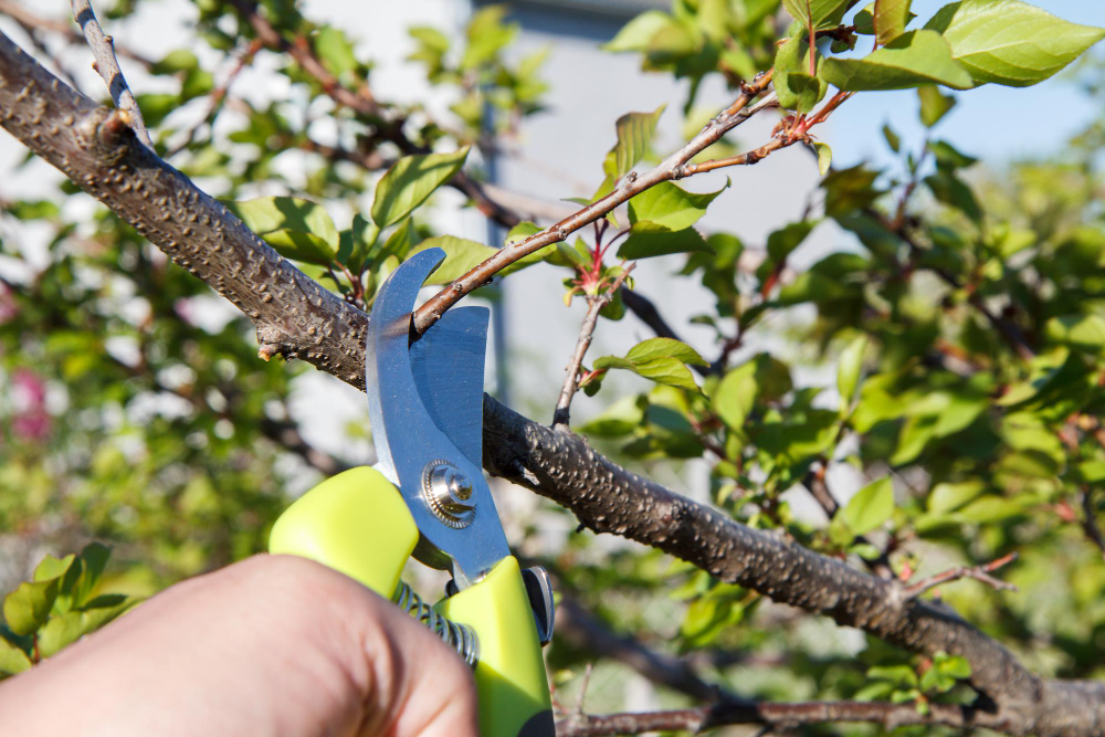 Zahradní nůžky při stříhání větve ovocného stromu během řezu ovocných stromů