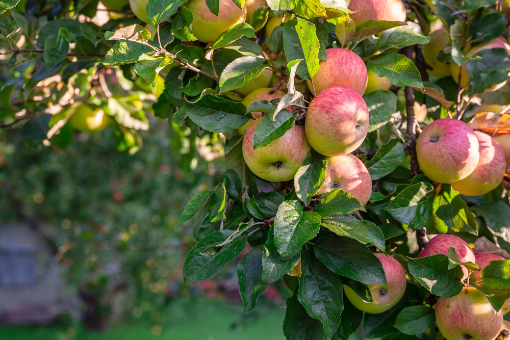 Zralá jablka rostoucí na větvi jabloně v koruně stromu po správně provedeném řezu jabloní