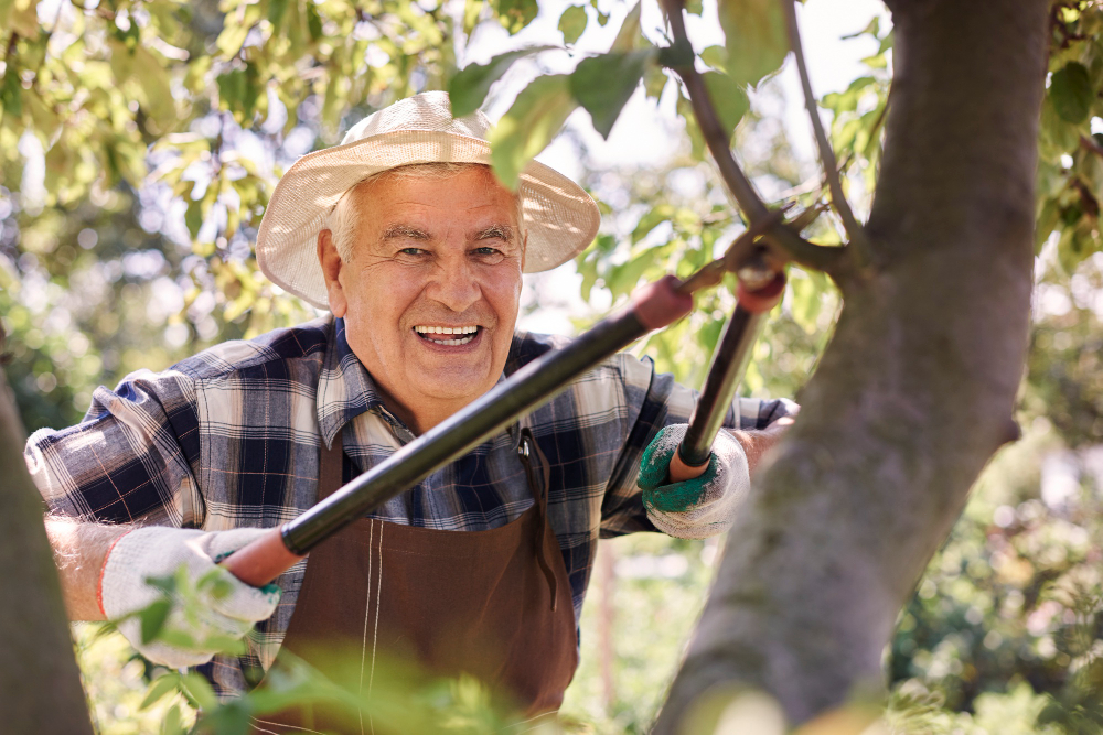Starší muž v klobouku stříhá větve ovocného stromu velkými zahradními nůžkami při jarním řezu ovocných stromů