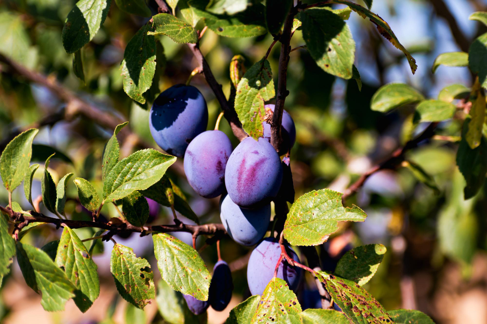 Zralé švestky rostoucí na větvi švestky po správně provedeném řezu ovocných stromů